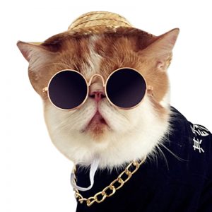 cat sunglasses